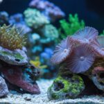 Mixed beginner-friendly corals including zoanthids, mushrooms, and xenia growing on live rock in a reef aquarium.