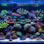 Reef tank showing different coral placements at top, middle and bottom zones.
