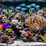 Peaceful beginner reef fish swimming together in a healthy community reef tank.