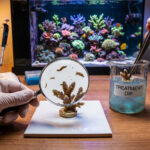 Coral frag being dipped and inspected before entering a reef aquarium.