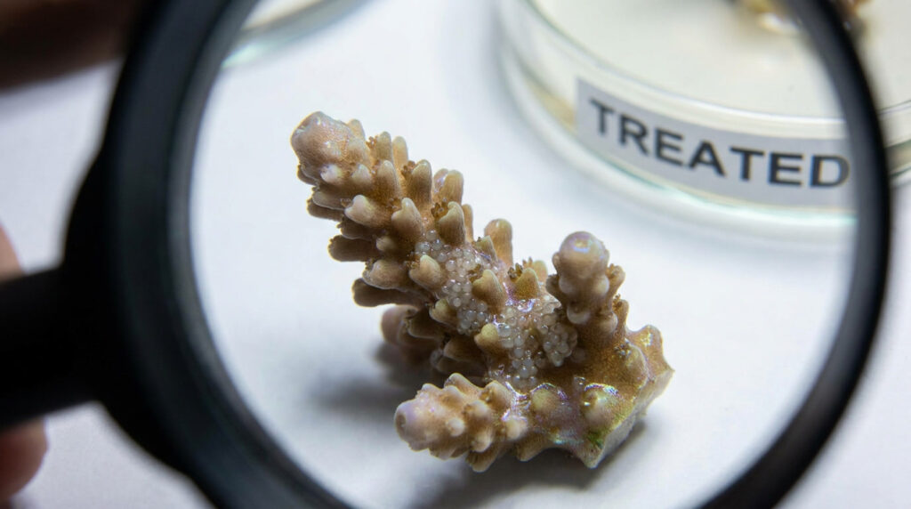 Coral pest eggs that may survive standard coral dipping procedures.